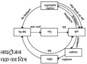 नाइट्रोजन चक्र का चित्र बनाइए