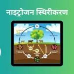 नाइट्रोजन स्थिरीकरण